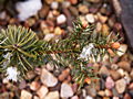 Picea abies Cincinnata IMG_8786 Świerk pospolity